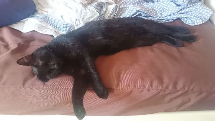 Gato ra a SRD idade 3 anos nome Hermes