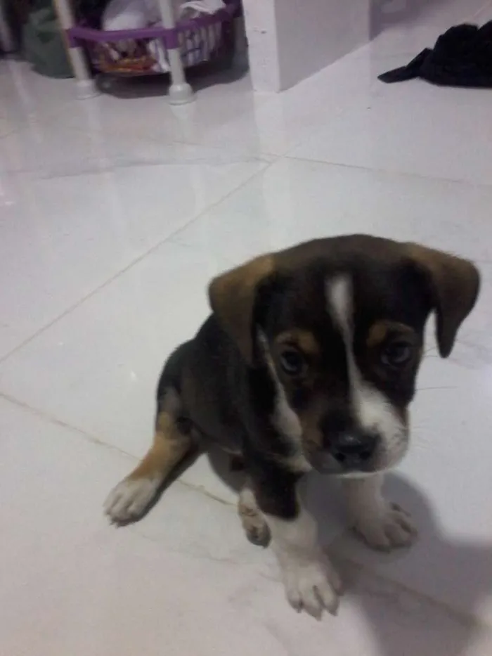 Cachorro ra a MESTIÇO idade Abaixo de 2 meses nome MAX