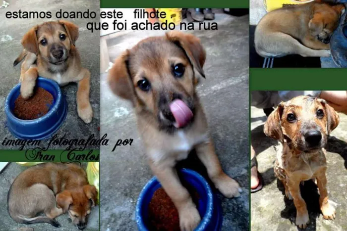 Cachorro ra a  idade Abaixo de 2 meses nome Doug 