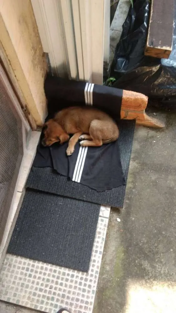 Cachorro ra a  idade Abaixo de 2 meses nome Doug 