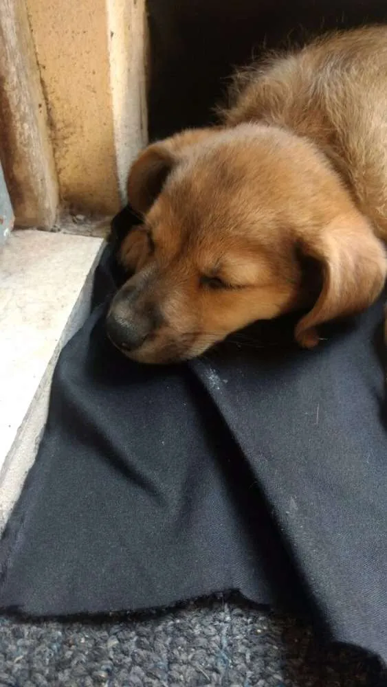 Cachorro ra a  idade Abaixo de 2 meses nome Doug 