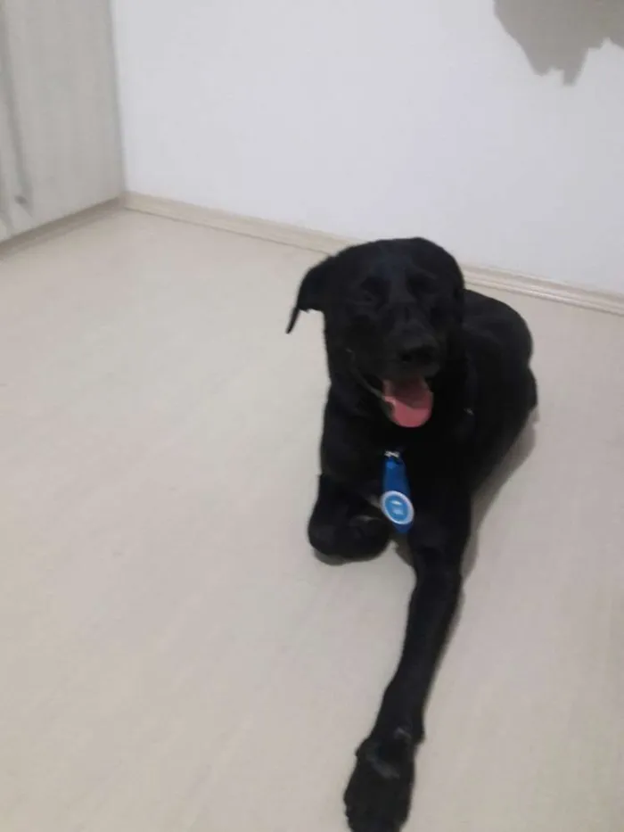 Cachorro ra a Labrador idade 2 anos nome Não sei