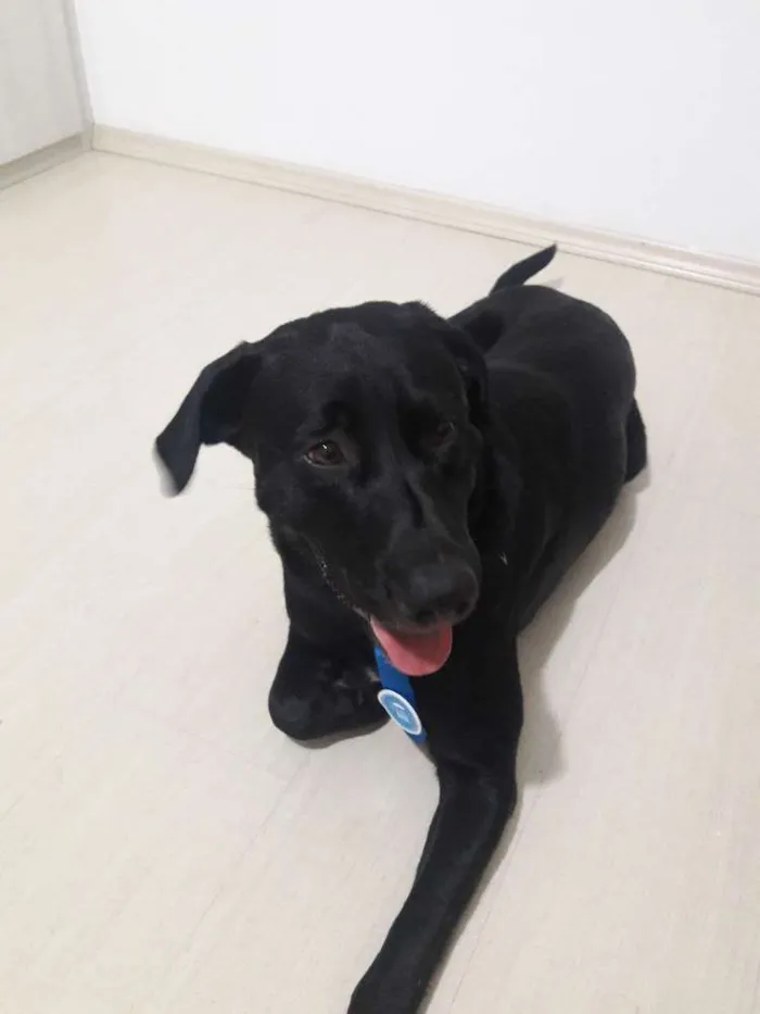 Cachorro ra a Labrador idade 2 anos nome Não sei