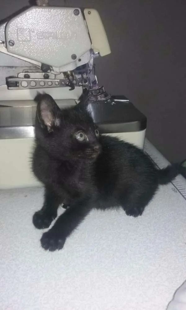 Gato ra a  idade 2 a 6 meses nome Sem nome