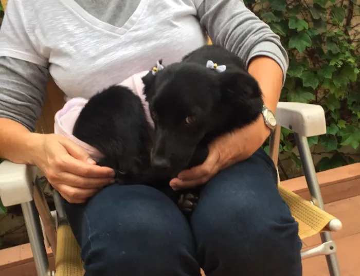Cachorro ra a Srd idade 7 a 11 meses nome Juju