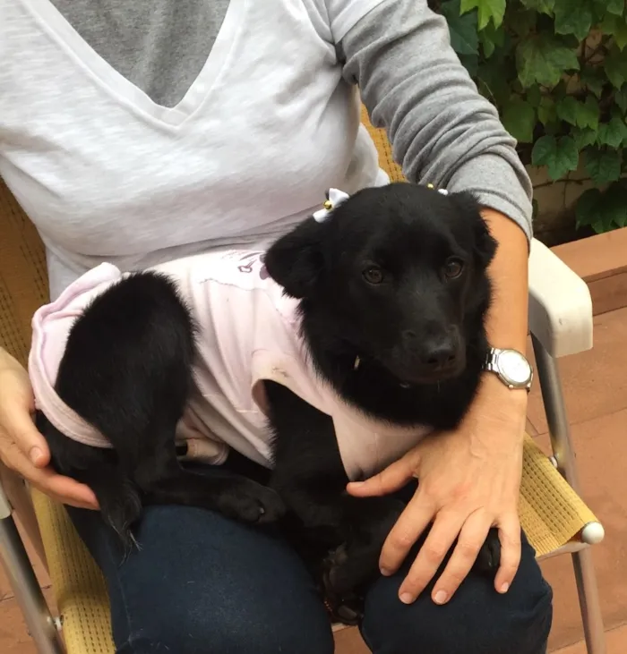 Cachorro ra a Srd idade 7 a 11 meses nome Juju