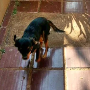 Cachorro raça Vira lata idade 7 a 11 meses nome Pega leve