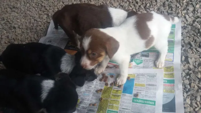 Cachorro ra a Sem raça especifica idade 2 a 6 meses nome Sem nomes