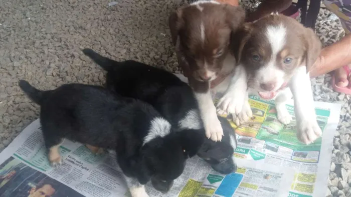 Cachorro ra a Sem raça especifica idade 2 a 6 meses nome Sem nomes