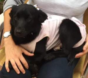 Cachorro raça Srd idade 7 a 11 meses nome Juju