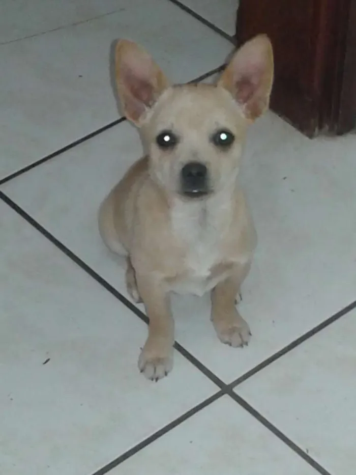 Cachorro ra a Chiuaua idade 2 a 6 meses nome Max