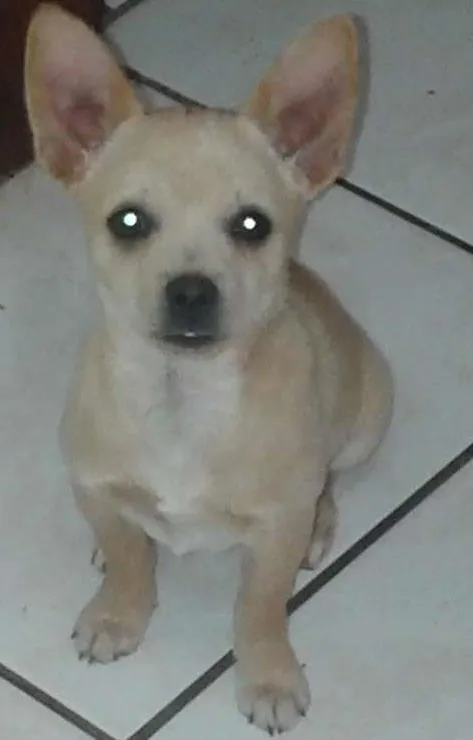 Cachorro ra a Chiuaua idade 2 a 6 meses nome Max