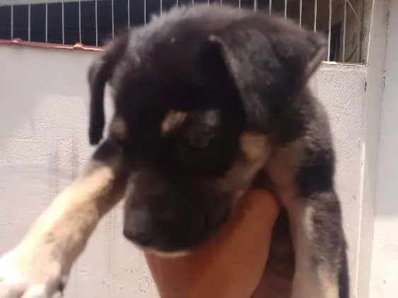 Cachorro ra a Vira Lata idade Abaixo de 2 meses nome Hércules