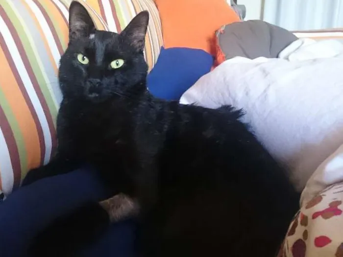 Gato ra a SRD idade 3 anos nome Hermes