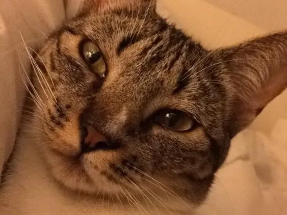 Gato ra a De rua idade 2 anos nome Amora
