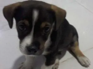 Cachorro raça MESTIÇO idade Abaixo de 2 meses nome MAX