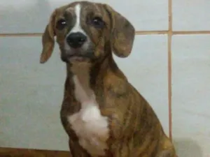 Cachorro raça vira-latas idade 2 a 6 meses nome Cleo