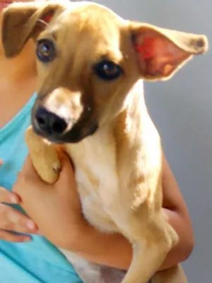 Cachorro raça Vira-lata idade 2 a 6 meses nome Thessa