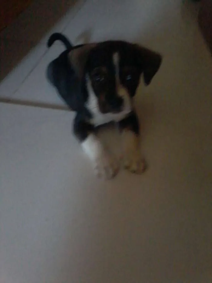 Cachorro ra a MESTIÇO idade Abaixo de 2 meses nome MAX