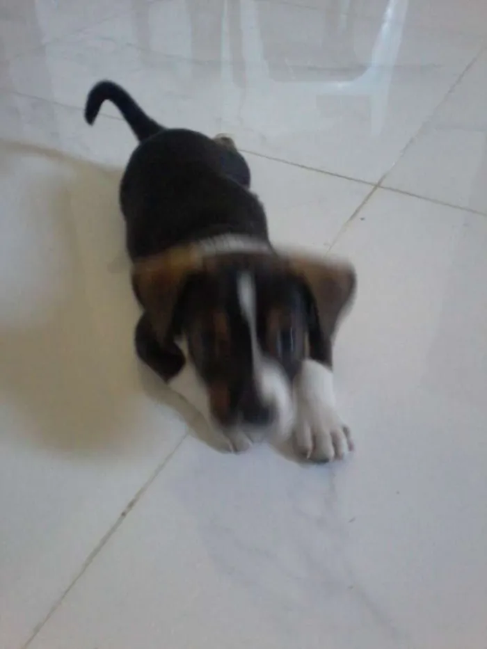 Cachorro ra a MESTIÇO idade Abaixo de 2 meses nome MAX