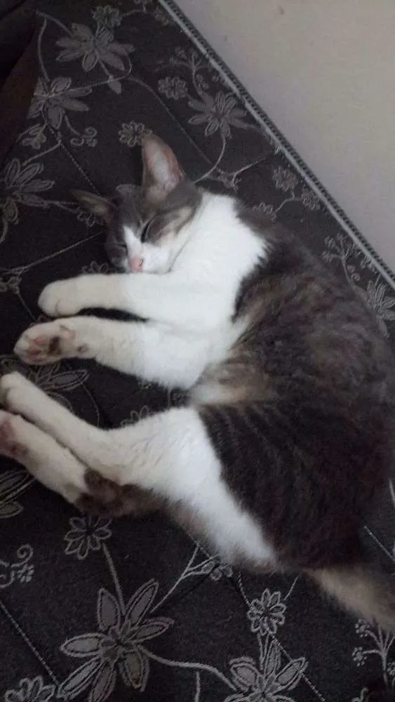 Gato ra a Comum idade 5 anos nome Linda