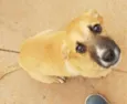 Dori