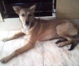 Cachorro raça  idade 2 anos nome belinha