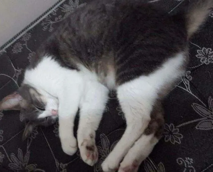 Gato ra a Comum idade 5 anos nome Linda