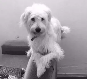 Cachorro raça SRD idade 7 a 11 meses nome Maggie