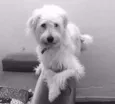 Maggie