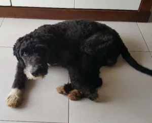 Cachorro raça vira-lata com poodle idade  nome sem identificação