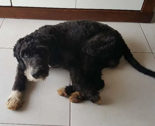 Cachorro ra a vira-lata com poodle idade  nome sem identificação