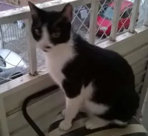 Gato raça SRD idade 7 a 11 meses nome Theo Neguinho Fred 