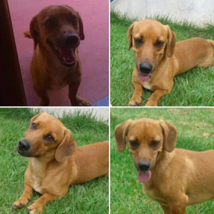 Cachorro ra a pequena idade 1 ano nome TUTI