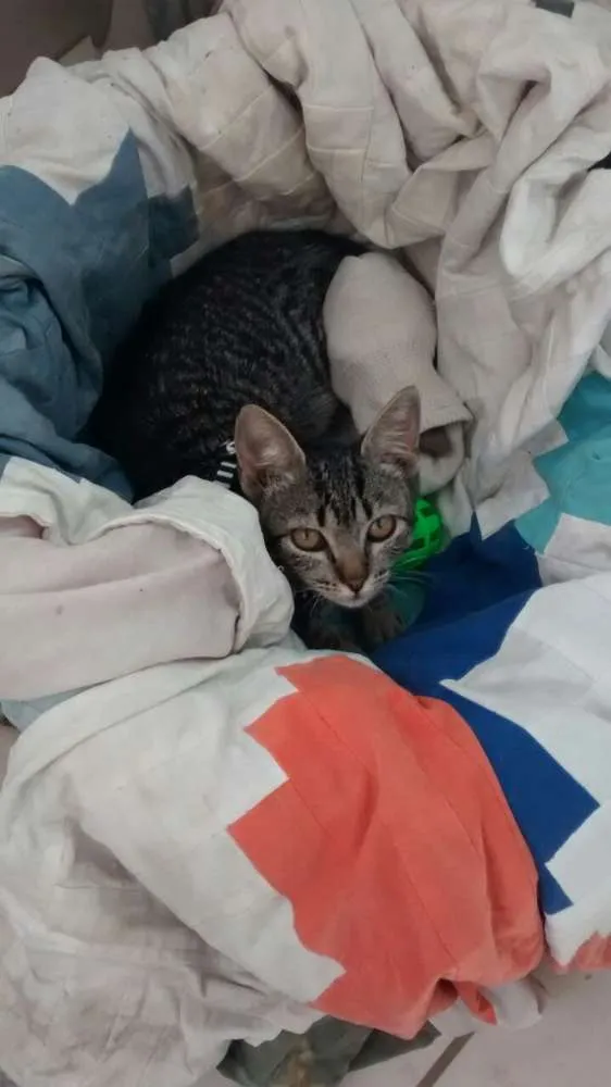 Gato ra a Mestiços idade 7 a 11 meses nome Larissa e Anubis