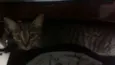 Larissa e Anubis