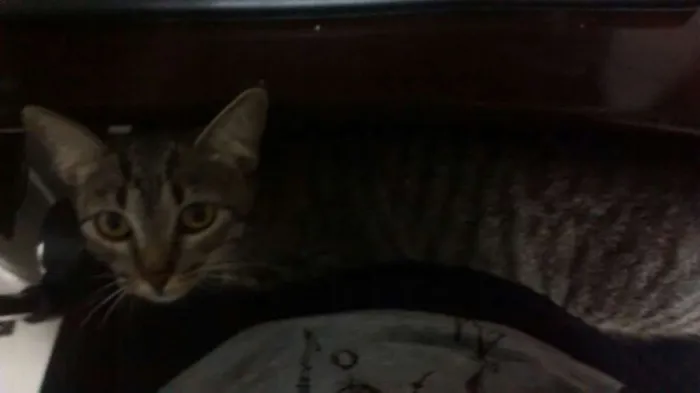 Gato ra a Mestiços idade 7 a 11 meses nome Larissa e Anubis