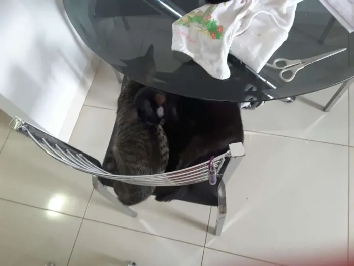 Gato ra a Mestiços idade 7 a 11 meses nome Larissa e Anubis