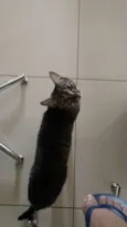 Larissa e Anubis