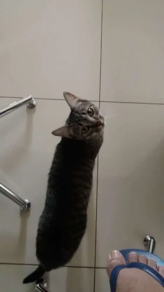 Gato ra a Mestiços idade 7 a 11 meses nome Larissa e Anubis