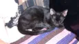 Larissa e Anubis