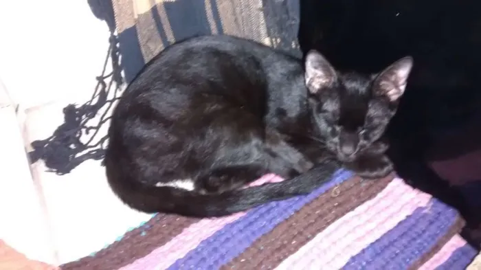 Gato ra a Mestiços idade 7 a 11 meses nome Larissa e Anubis