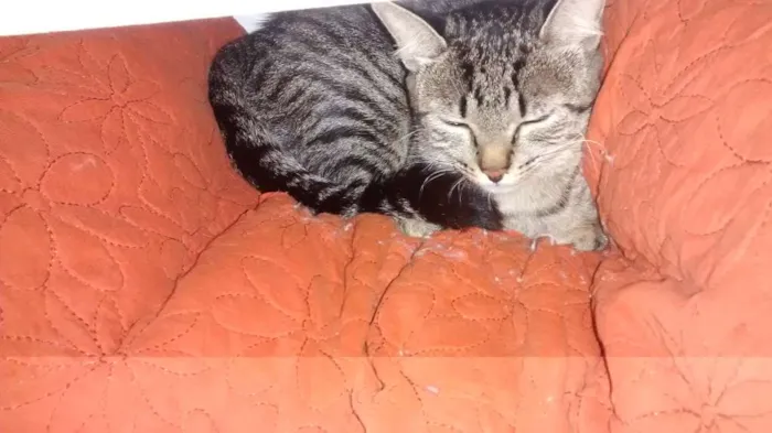 Gato ra a Mestiços idade 7 a 11 meses nome Larissa e Anubis