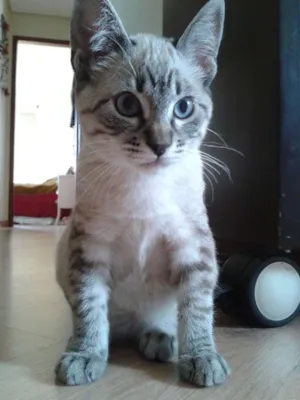 Gato raça mestiço idade 2 a 6 meses nome Teco