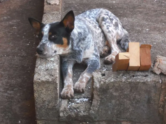 Cachorro raça Boiadeiro Australiano idade 7 a 11 meses nome Romeu