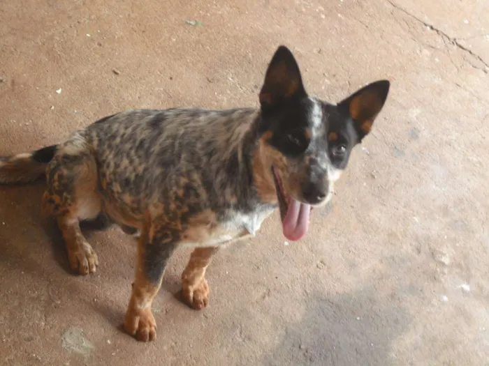Cachorro raça Boiadeiro Australiano idade 7 a 11 meses nome Romeu