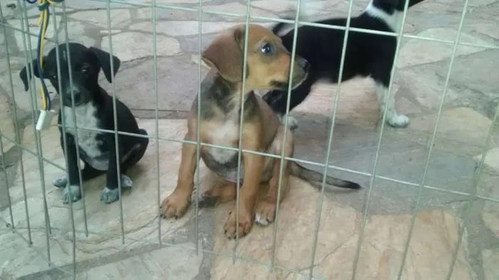 Cachorro ra a Viralata idade Abaixo de 2 meses nome Bob, Nina