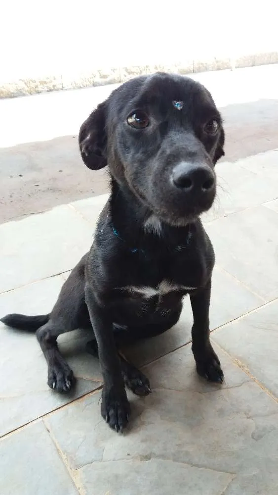 Cachorro raça Sem raça definida idade 7 a 11 meses nome Babi
