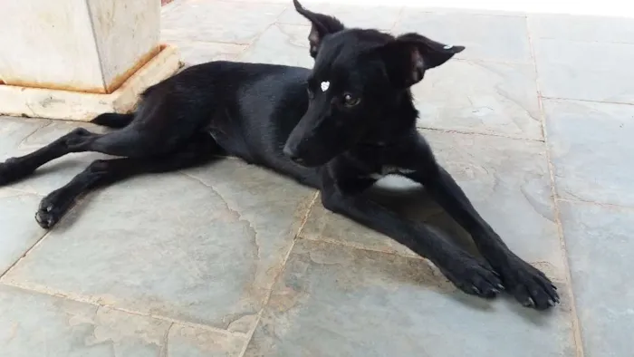 Cachorro raça Sem raça definida idade 7 a 11 meses nome Babi