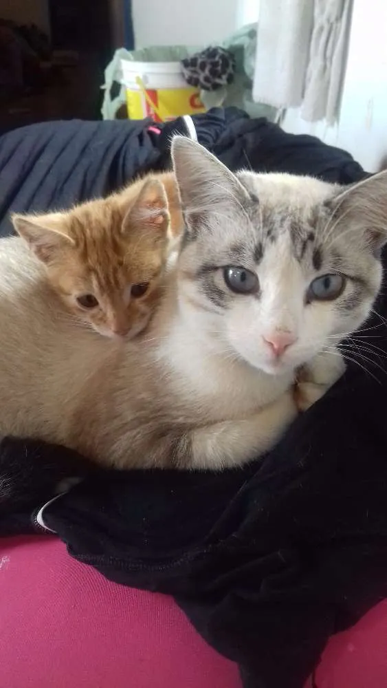 Gato ra a Vira lata idade 2 a 6 meses nome Tom e Marie